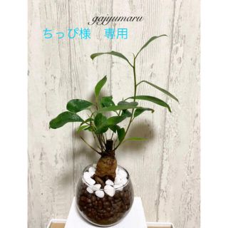 ガジュマル　観葉植物　ハイドロカルチャー(ドライフラワー)