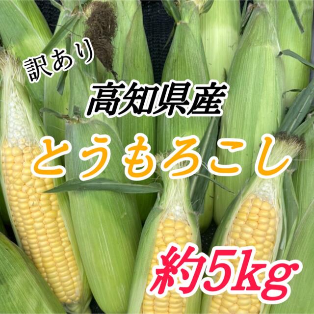 高知県産訳ありとうもろこし 約5kg 食品/飲料/酒の食品(野菜)の商品写真