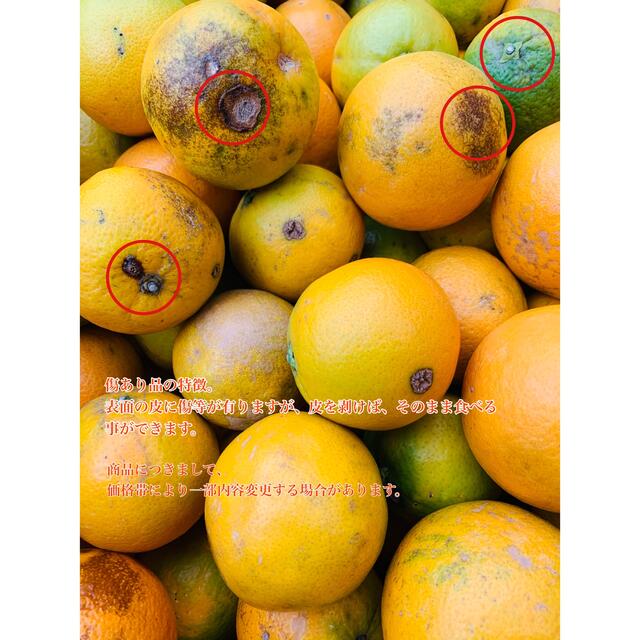 数量限定‼️ 8kg 国産　バレンシア  オレンジ　柑橘　みかん　セール 食品/飲料/酒の食品(フルーツ)の商品写真