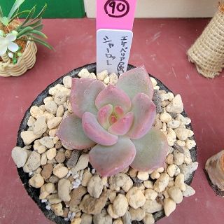 Lierさん苗 多肉植物 エケベリア属 シャーロット 葉がピンク色に紅葉します！(プランター)