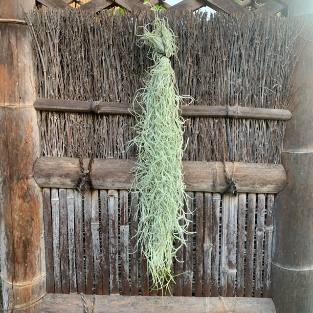 02 生花 チランジア スパニッシュモス　太葉❗️エアプランツ　観葉植物 ハンドメイドのフラワー/ガーデン(その他)の商品写真