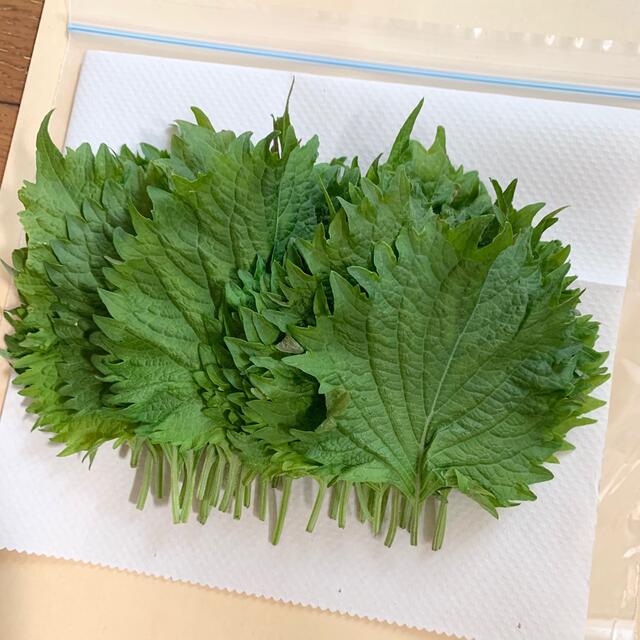 無農薬野菜＊採れたて青しその葉っぱ/大葉＊たっぷり中〜大判30〜35枚＊ネコポス 食品/飲料/酒の食品(野菜)の商品写真