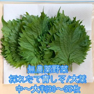 無農薬野菜＊採れたて青しその葉っぱ/大葉＊たっぷり中〜大判30〜35枚＊ネコポス(野菜)