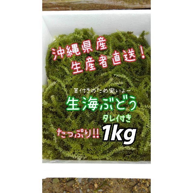 沖縄県産 海ぶどう 茎付き1000ｇ“ 商品の説明⚠️必読⚠️ 食品/飲料/酒の食品(魚介)の商品写真