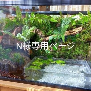 N様専用ページ(爬虫類/両生類用品)