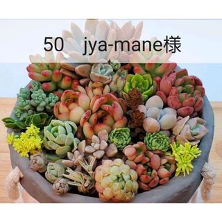 50　jya-mane様(その他)