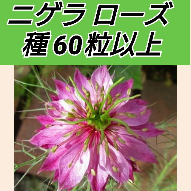 ニゲラ ローズ 花種60粒以上 ハンドメイドのフラワー/ガーデン(プランター)の商品写真