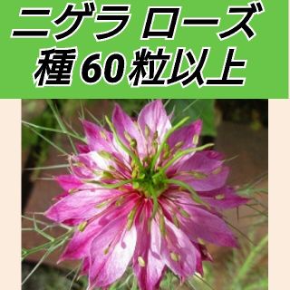 ニゲラ ローズ 花種60粒以上(プランター)