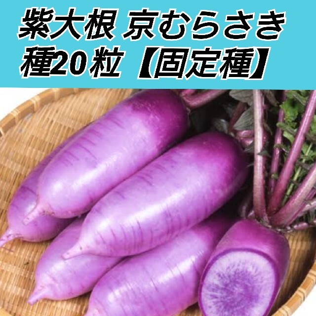 紫大根 京むらさき 種20粒 食品/飲料/酒の食品(野菜)の商品写真