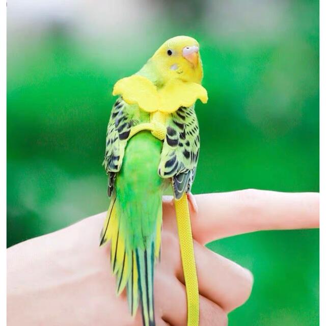 ホオミドリウロコインコ用放鳥ハーネス M ブルーの通販 by ホオミドリウロコインコ用放鳥ハーネス M ブルーの通販 by