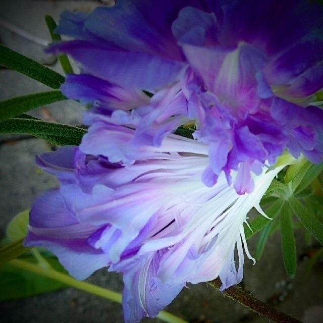 10粒　珍しい花の咲くアサガオ 　フリル　八重咲き　丸咲き　水色〜紫　種子 ハンドメイドのフラワー/ガーデン(その他)の商品写真