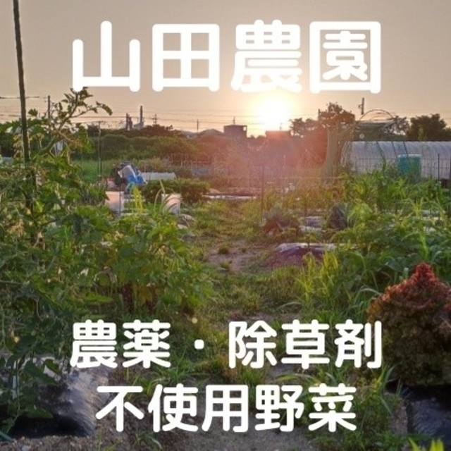 【受注収穫】農薬・除草剤不使用野菜の詰合せ (60サイズ箱) 食品/飲料/酒の食品(野菜)の商品写真