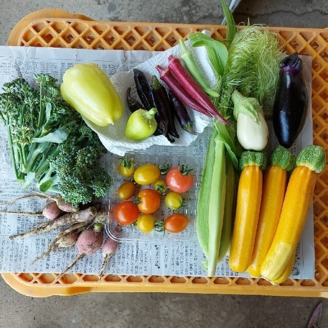 野菜おまかせ詰め合わせBOX【L】 食品/飲料/酒の食品(野菜)の商品写真