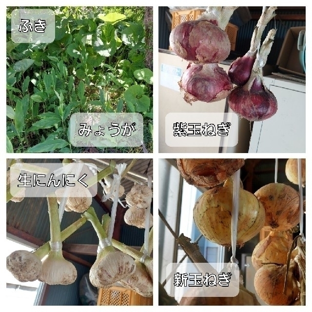 野菜おまかせ詰め合わせBOX【L】 食品/飲料/酒の食品(野菜)の商品写真