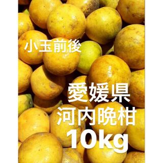 愛媛県産　低農薬　宇和ゴールド　河内晩柑　柑橘　10kg(フルーツ)