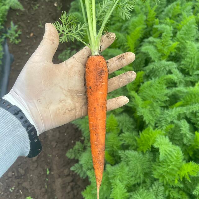 7/4(月)発送！朝採り！スイートニンジン10kg！ 食品/飲料/酒の食品(野菜)の商品写真