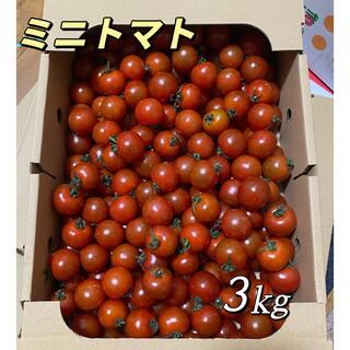 ミニトマト　3kg(フルーツ)