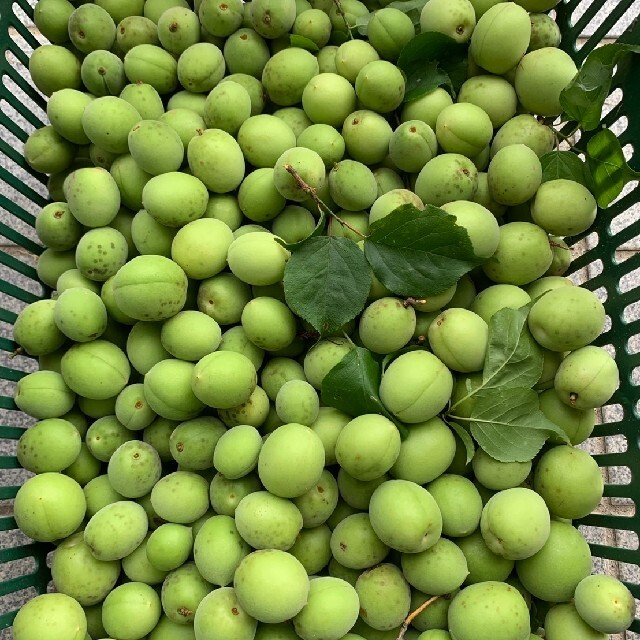 【完全無農薬自然薬栽培】 広島産の梅 3kg 大きさ色々 青梅 食品/飲料/酒の食品(野菜)の商品写真