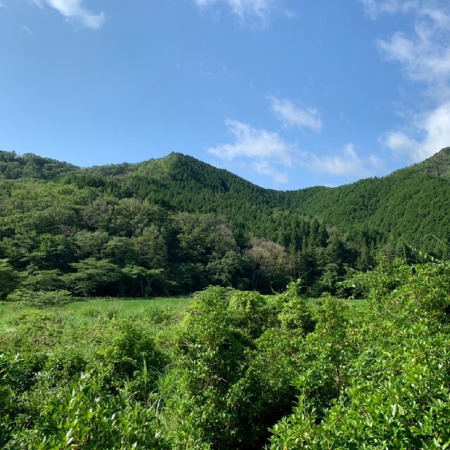 【完全無農薬自然薬栽培】 広島産の梅 3kg 大きさ色々 青梅 食品/飲料/酒の食品(野菜)の商品写真