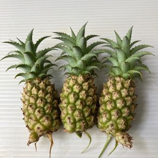 〈観葉植物〉観賞用ﾐﾆﾊﾟｲﾝの実(送料込み)(その他)