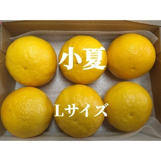 温室小夏 Lサイズ 6玉 高知県産 ゆうパケットプラス(フルーツ)