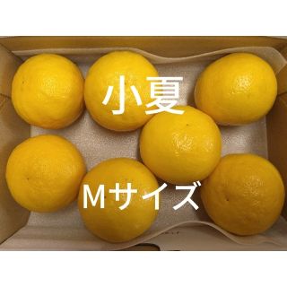 温室小夏 Mサイズ 7玉 高知県産 ゆうパケットプラス(フルーツ)