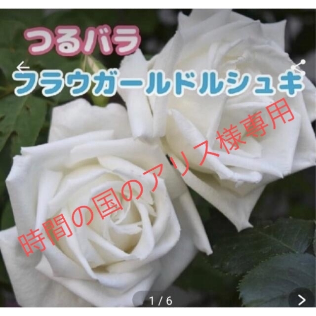 フラウ カール ドルシュキー★つるバラ★白薔薇★挿し木苗★薔薇★バラ★