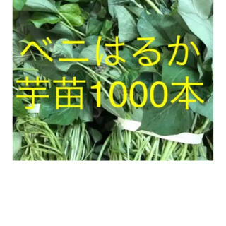ベニはるか芋苗1000本(野菜)