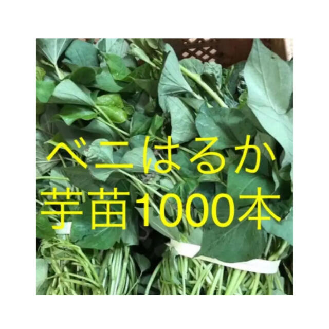 ベニはるか芋苗1000本