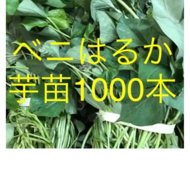 ベニはるか芋苗1000本