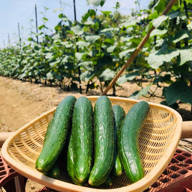 朝採り きゅうり 訳あり アウトレット 京都産 4.5K 京野菜 胡瓜 産地直送 食品/飲料/酒の食品(野菜)の商品写真