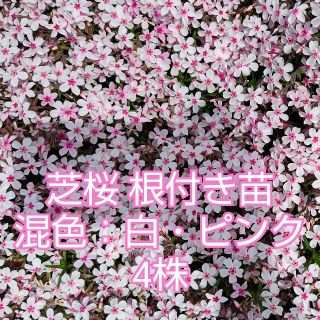 芝桜 根付き苗 白・ピンク4株(その他)