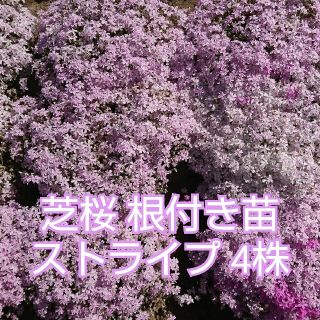 芝桜 根付き苗 ストライプ4株(その他)