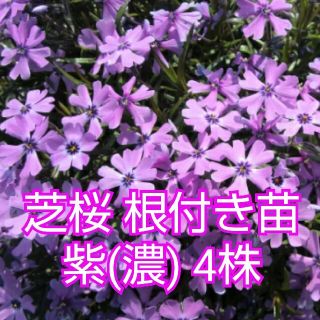 芝桜 根付き苗 紫(濃)4株(その他)