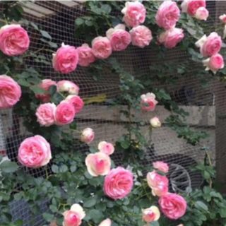 ピエールドロンサール 薔薇苗 挿木苗(プランター)