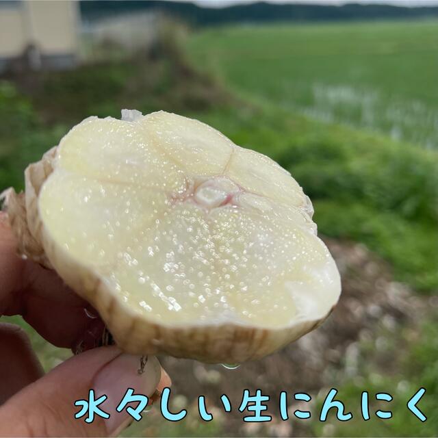 福地村産 福地ホワイト 半乾燥にんにく L 2kg 青森県産 夏坂ふぁーむの通販 by 夏坂ふぁーむ｜ラクマ