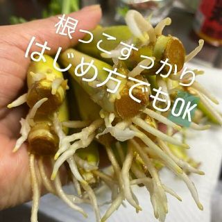 紫レモングラス苗３本最高の香り(野菜)