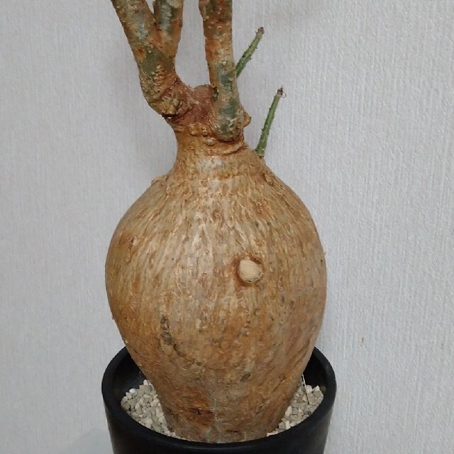 現地球 大株 赤肌 アデニウム ソマレンセ58700 | pru.edu.ng