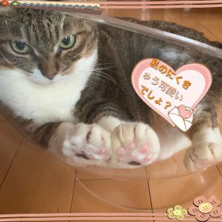 猫のおもちゃ　猫じゃらし　クリアボウルベッド  にくきゅう見放題(猫)