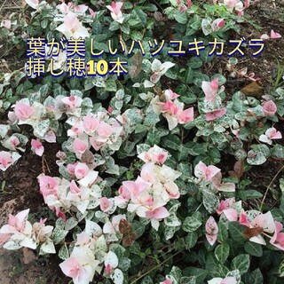 葉が美しい☆ハツユキカズラ挿し穂１０本＋おまけ(プランター)