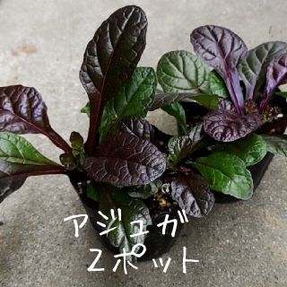 多年草【アジュガ】抜き苗(プランター)