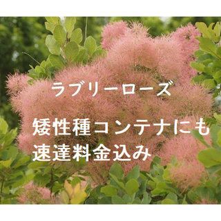 速達料金込み　スモークツリーラブリーローズ　花付きの良い矮性タイプ花色が優しい(プランター)