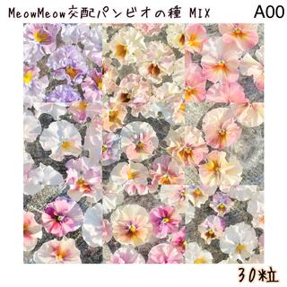 【A00】MeowMeow交配 フリルパンジーの種 MIX 30粒(その他)