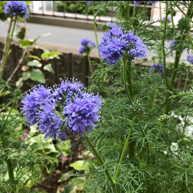 ギリアレプタンサ　花の種200粒 ハンドメイドのフラワー/ガーデン(その他)の商品写真