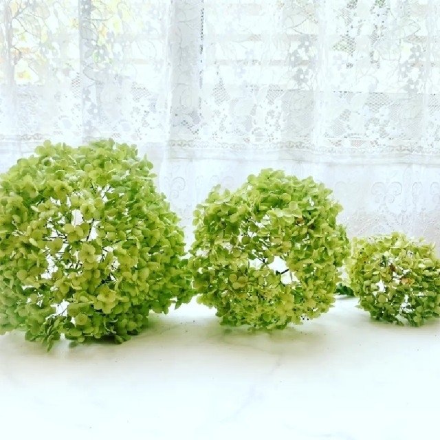 【送料無料】紫陽花アナベル３本 ドライフラワー 花材 スワッグ　インテリア ハンドメイドのフラワー/ガーデン(ドライフラワー)の商品写真