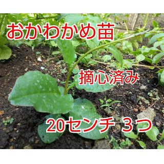 【今が植え時】おかわかめ 抜き苗 大苗 ３つ(野菜)