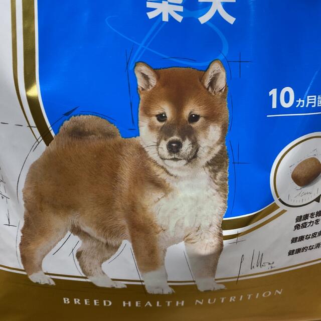 柴犬仔犬ご専用