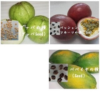 RD0702 『グァバ白＆パッションフルーツ＆パパイヤ』の種　Seed　果物のた(フルーツ)