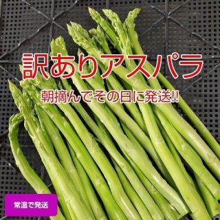 【訳あり品】アスパラガス 1.5kg(野菜)