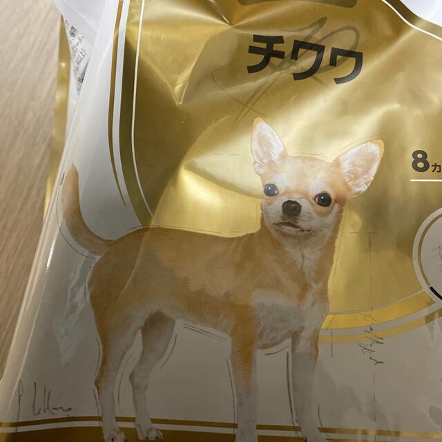 チワワ成犬　ご専用